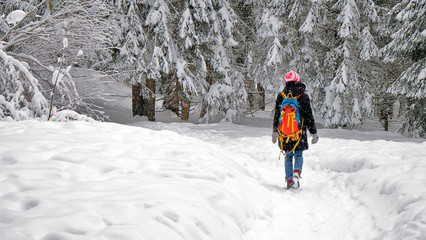 A lone female hiker walks through a snow covered forest in an alpine forest in winter. The footpath and trees are covered in fresh snow as the sun shines through the trees and branches.