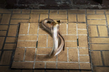 Snake Siamese cobra ( Naja kaouthia ) spread the hood on the tile floor.