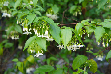 Wrightia religiosa or water jasmine shrub