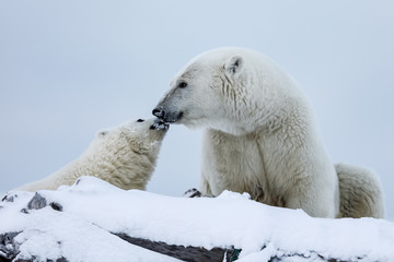 Polar bear, northern arctic predator