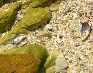 Little fish under water