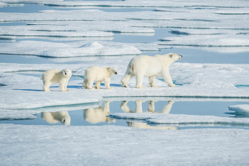 Polar bear, northern arctic predator © hlxandr