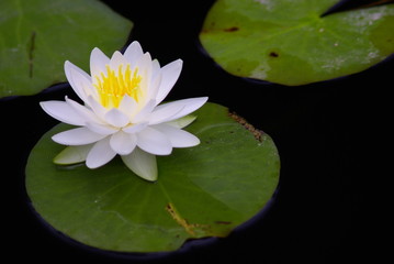 睡蓮（water lily）