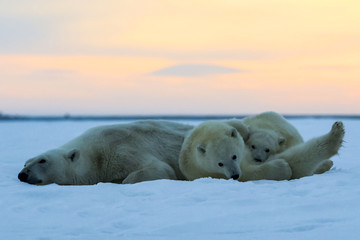 Fototapeta na wymiar Polar bear, northern arctic predator