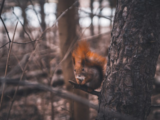 squirrel on tree