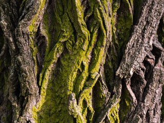 Bark of tne tree