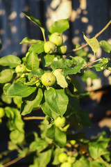 Apple harvest on tree in a sunny summer day.