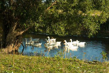 geese in pond