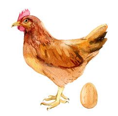 Brown chicken with egg isolated on white background, watercolor illustration