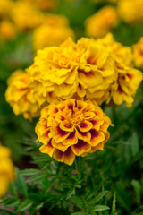 Marigold flowers in the garden on summer , yellow flowers ,beautiful flowers on summer in the nice day herb flowers