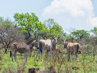 Eland Antelope