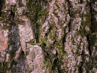 Bark of tne tree
