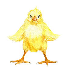 Cute chick with spread wings isolated on white background, watercolor illustration © v_paulava