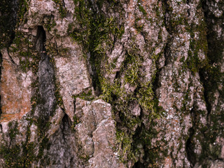 Bark of tne tree