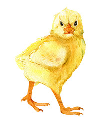 Cute chick isolated on white background, watercolor illustration