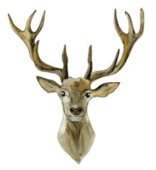 Deer portrait isolated on white background, watercolor illustration