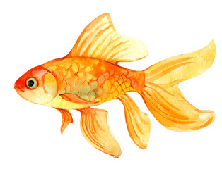 Gold fish isolated on white background, watercolor illustration