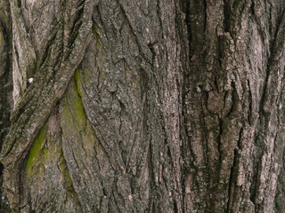 Bark of tne tree