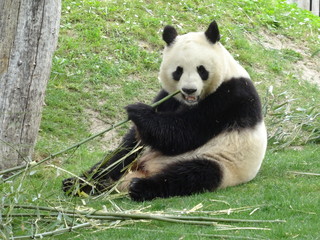 giant panda eating bamboo