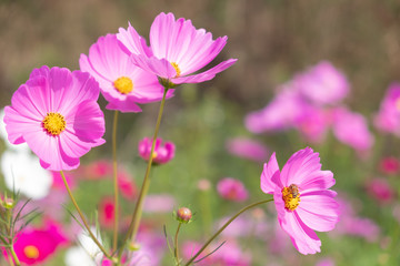 Pink cosmos flower in nature background