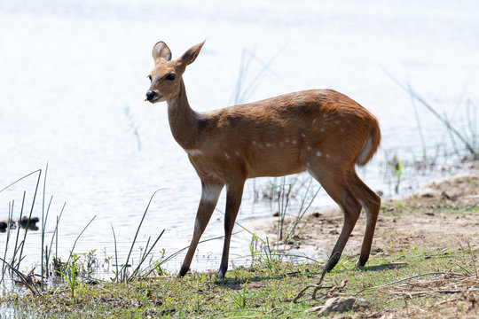 Alert bushbuck ewe at a waterhole in the Kruger National Park in South Africa