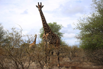 Obraz premium A giraffe looking at the camera