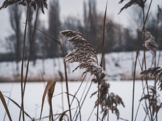 Reed thickets in the winter park