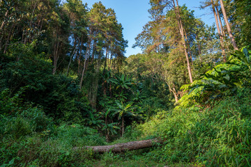 Tropical Rainforest Landscape,Tropical forest jungle in northern Thailand. Green trees at sunset 