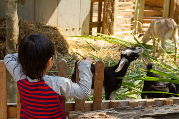 Goat eating grass