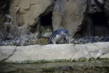 ペンギンの幼鳥