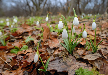 Snowdrops growing on a forest
