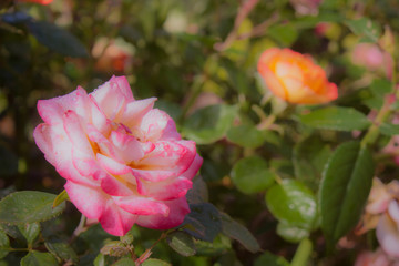Ramo de rosas multicolores mojadas