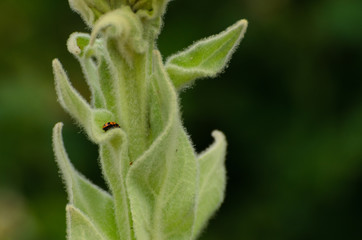 insect on a leaf