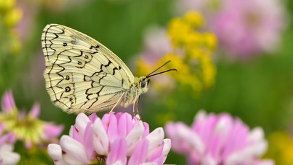 Melanargia russiae  566