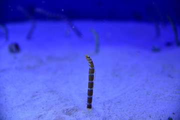 チンアナゴ