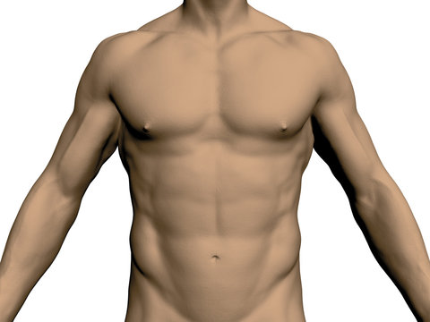 Nude male torso