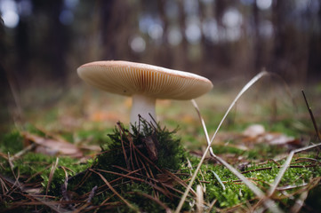 Ein Pilz sticht durch den mosigen Waldboden