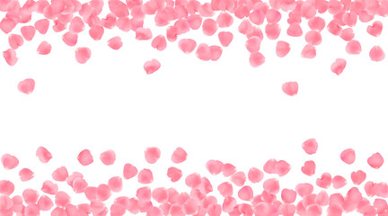 Background with realistic pink rose petals isolated on white background.