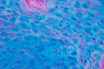 Concept of Education anatomy and physiology of Hyaline cartilage under the microscopic in...