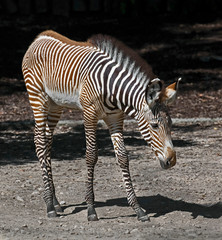Grevy's zebra foal. Latin name - Equus grevyi	