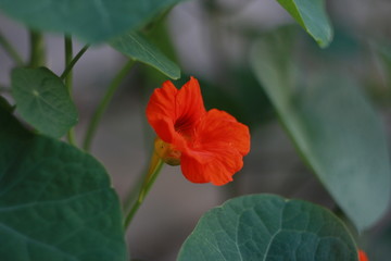 red flower