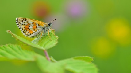 Pyrgus sidae  565