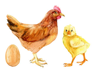 Brown chicken, cute chick and egg, isolated on white background, watercolor illustration