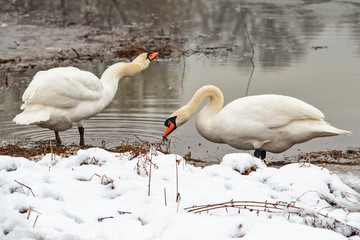 Fototapeta premium Two whooper swans at the lake in winter