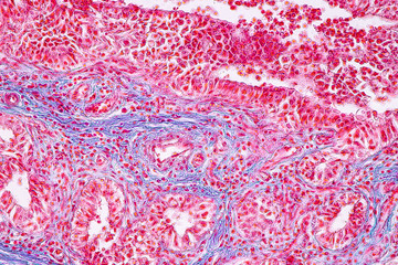 Concept of Education anatomy and physiology of mammary gland is an exocrine gland in mammals under...