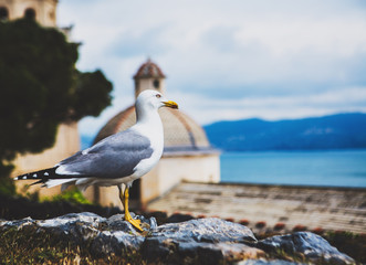 seagull in Portovenere, Italy