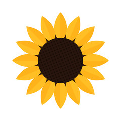 Sunflower icon isolated on white background