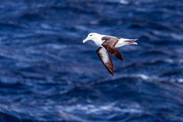 Black-browed Albatross over open ocean