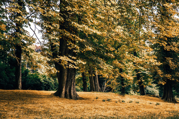 Forest edge, large tree in autumn Park, yellow leaves, dried grass. Blue sky Peeps between branches.