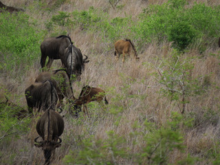 A family of gnu in Kruger National Park, South Africa